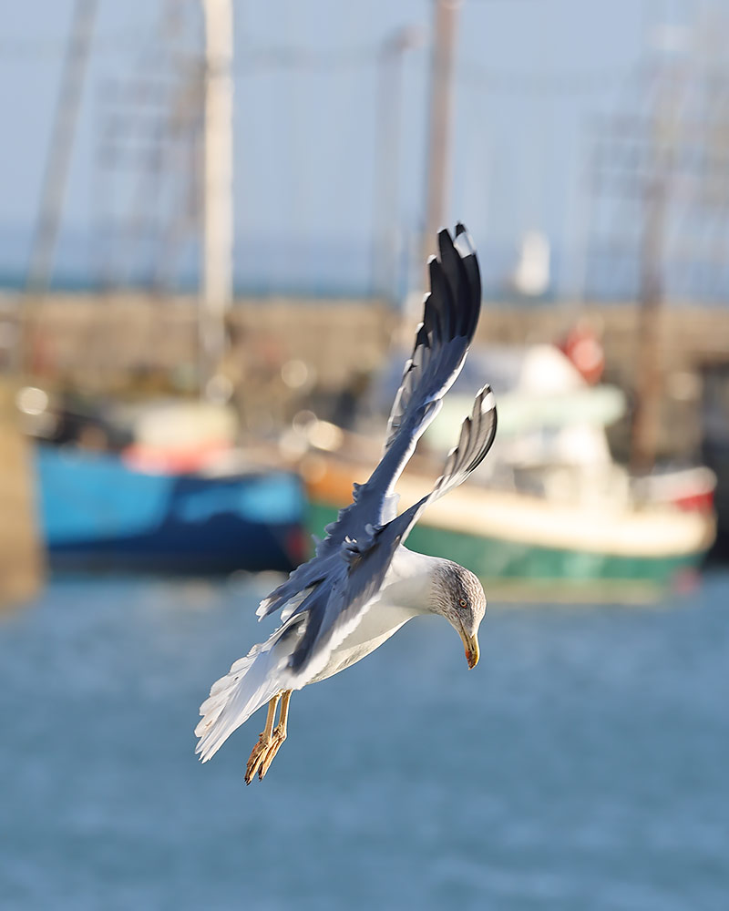 Azorean gull